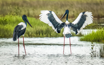 Twenty Ninth meeting