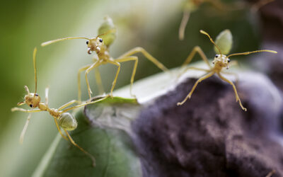 Thirty Second Meeting